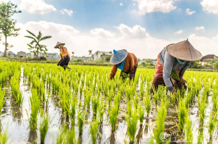 【田野上的希望】各地抓住农时稳步推进农业生产 【田野上的希望】各地抓住农时稳步推进农业生产